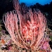 seawhip_pc_v_0705_png2019.jpg